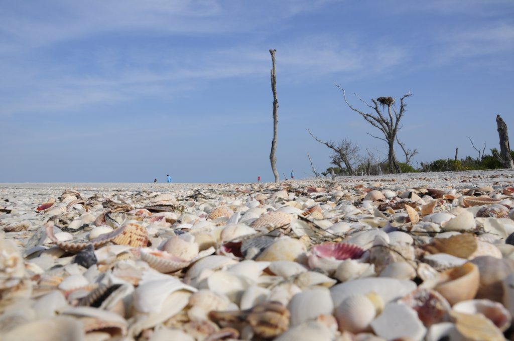 Simplicity of Shelling | Captain Brian on the Water